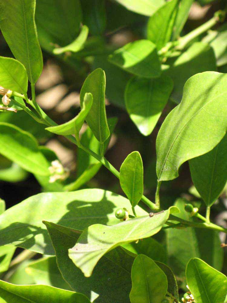                Sun leaves (Dancy Weshart, Riverside,   CA)       